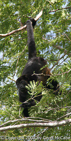Howler Monkey