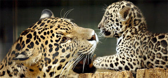 Mommy and baby jaguar